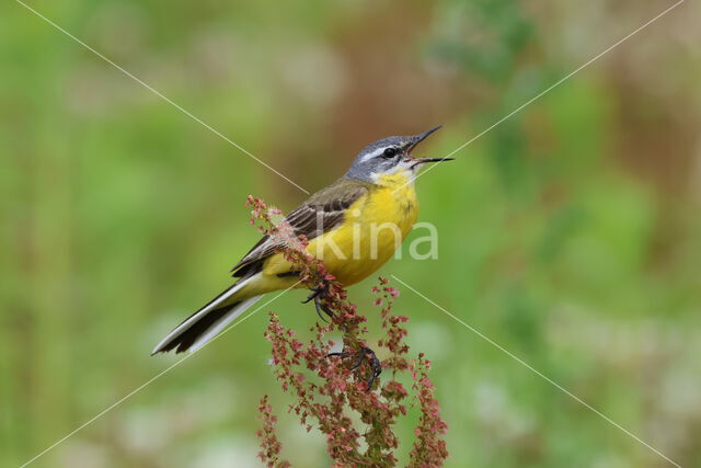 Gele Kwikstaart (Motacilla flava)