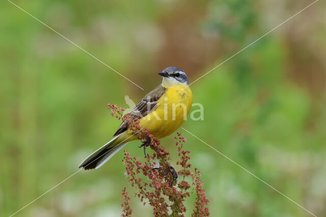 Gele Kwikstaart (Motacilla flava)