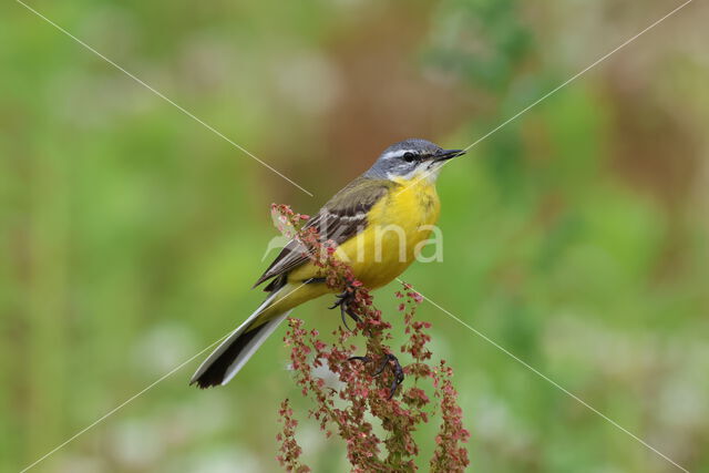 Gele Kwikstaart (Motacilla flava)