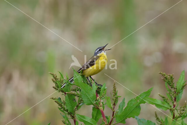 Gele Kwikstaart (Motacilla flava)