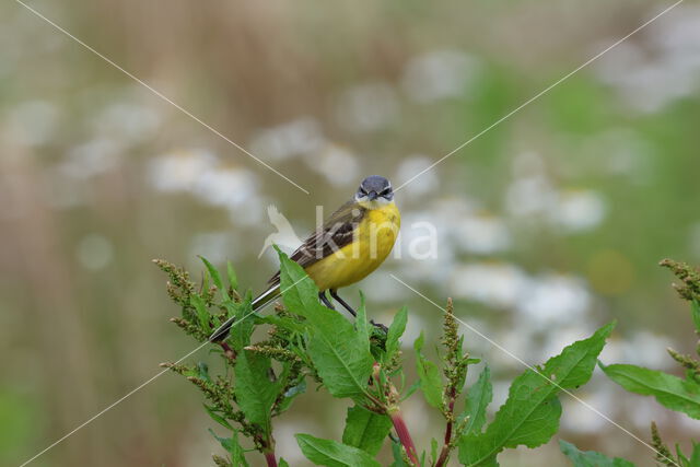 Gele Kwikstaart (Motacilla flava)