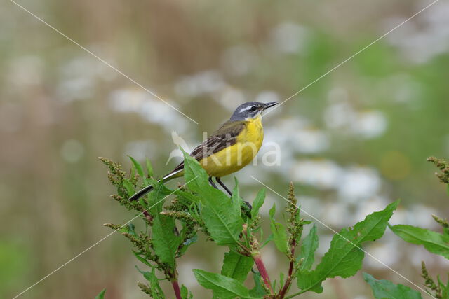 Gele Kwikstaart (Motacilla flava)