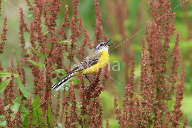 Gele Kwikstaart (Motacilla flava)