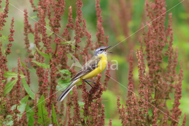 Gele Kwikstaart (Motacilla flava)