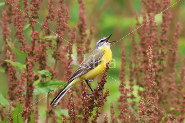 Gele Kwikstaart (Motacilla flava)