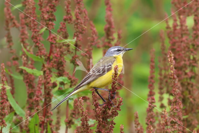 Gele Kwikstaart (Motacilla flava)