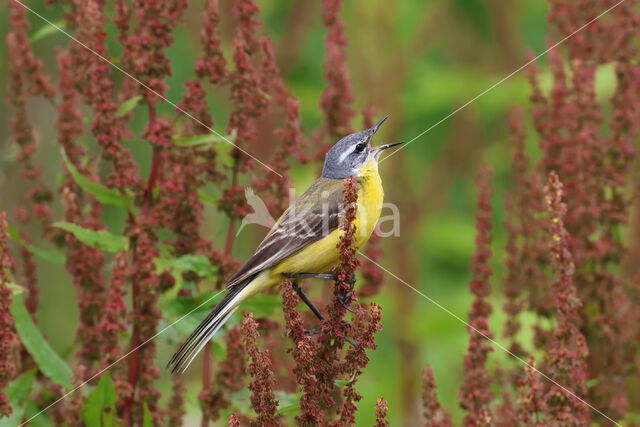 Gele Kwikstaart (Motacilla flava)