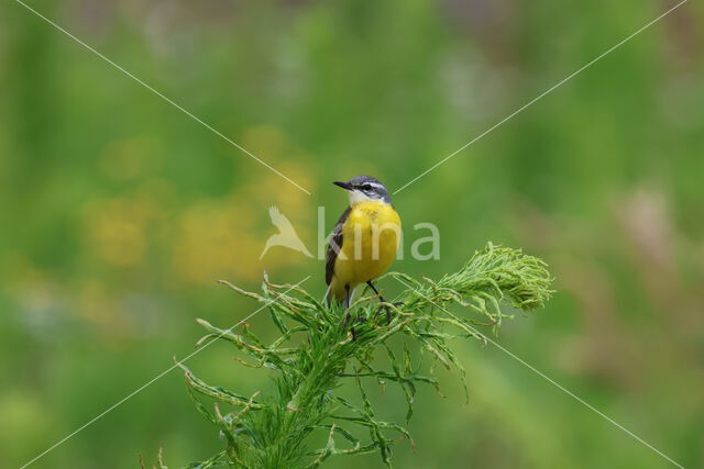 Gele Kwikstaart (Motacilla flava)