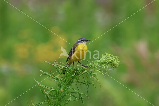 Gele Kwikstaart (Motacilla flava)