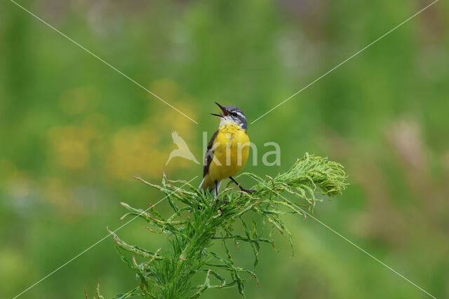 Gele Kwikstaart (Motacilla flava)