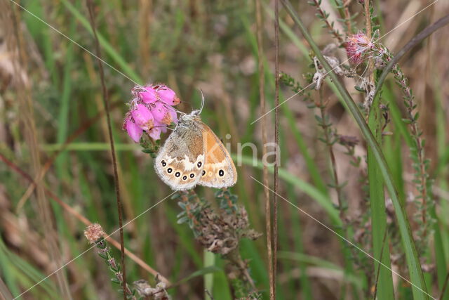 Veenhooibeestje (Coenonympha tullia)