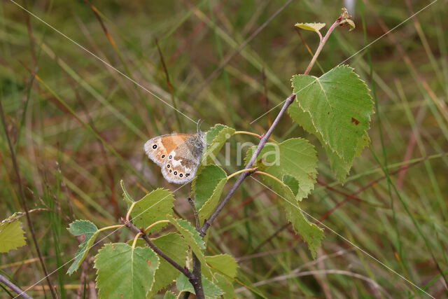 Veenhooibeestje (Coenonympha tullia)