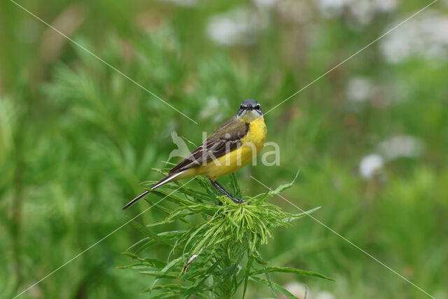 Gele Kwikstaart (Motacilla flava)