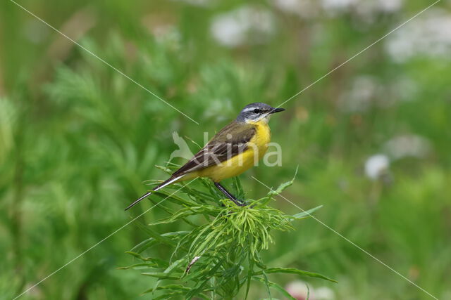 Gele Kwikstaart (Motacilla flava)