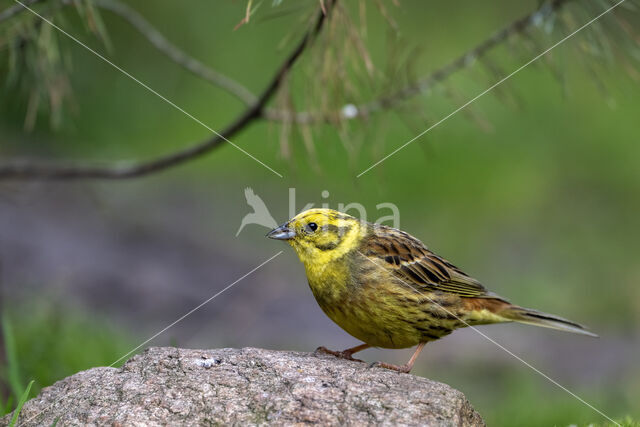 Yellowhammer (Emberiza citrinella)