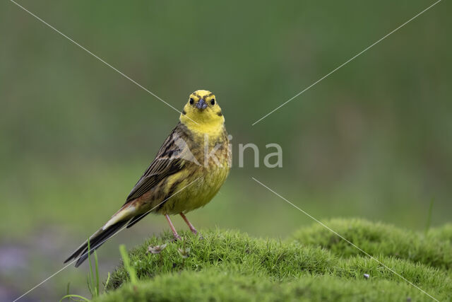 Yellowhammer (Emberiza citrinella)