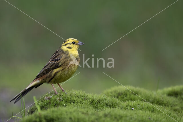 Yellowhammer (Emberiza citrinella)