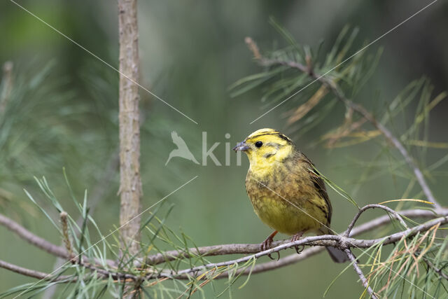 Geelgors (Emberiza citrinella)