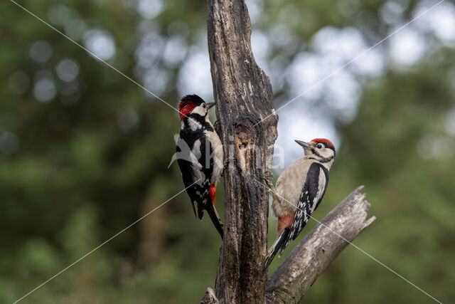 Great Spotted Woodpecker (Dendrocopos major)