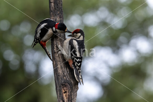 Great Spotted Woodpecker (Dendrocopos major)