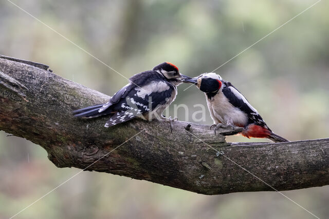 Grote Bonte Specht (Dendrocopos major)