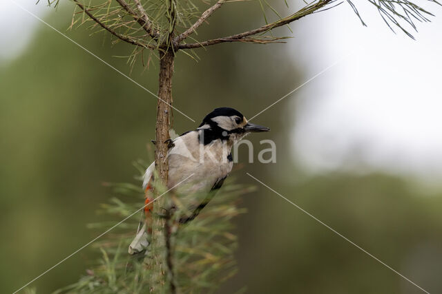 Great Spotted Woodpecker (Dendrocopos major)