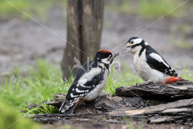 Great Spotted Woodpecker (Dendrocopos major)