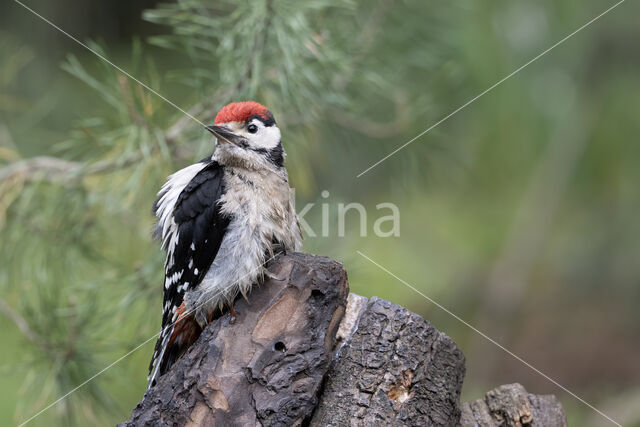 Grote Bonte Specht (Dendrocopos major)