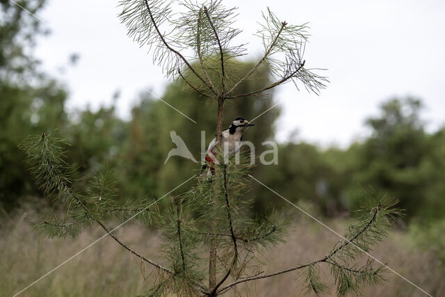 Grote Bonte Specht (Dendrocopos major)