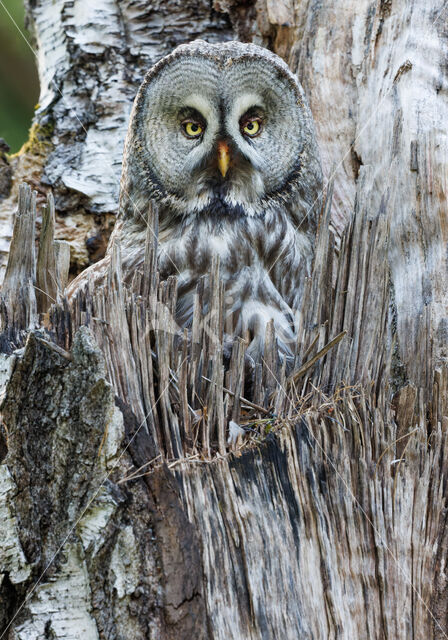 Great Grey Owl (Strix nebulosa)