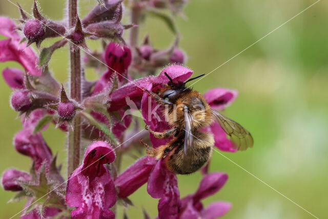 Fork-tailed Flower Bee (Anthophora furcata)