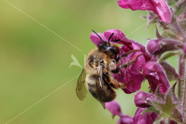 Fork-tailed Flower Bee (Anthophora furcata)