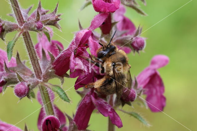 Fork-tailed Flower Bee (Anthophora furcata)