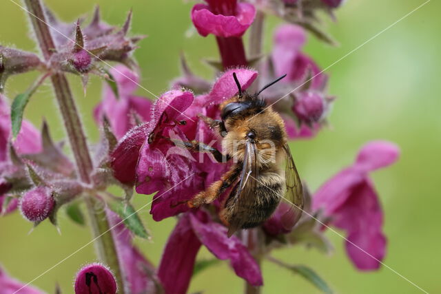 Fork-tailed Flower Bee (Anthophora furcata)