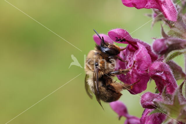 Fork-tailed Flower Bee (Anthophora furcata)