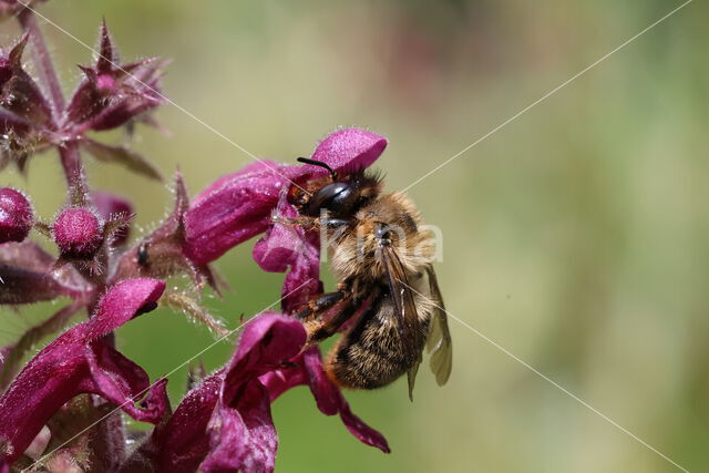 Fork-tailed Flower Bee (Anthophora furcata)