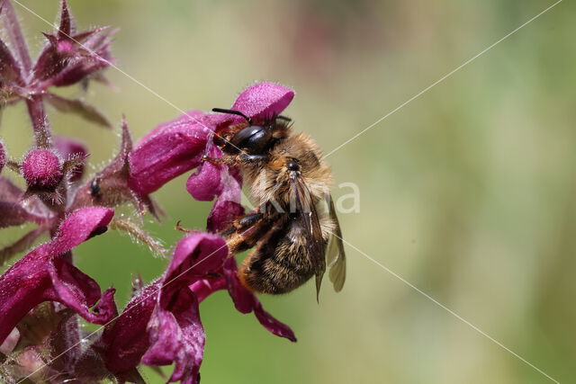 Fork-tailed Flower Bee (Anthophora furcata)