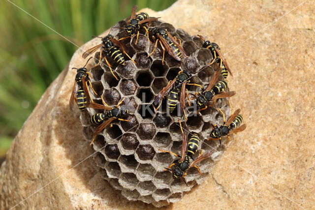 Bergveldwesp (Polistes biglumis)