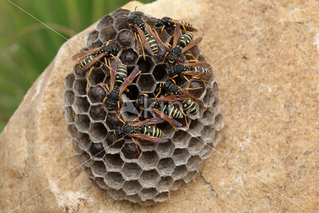 Bergveldwesp (Polistes biglumis)