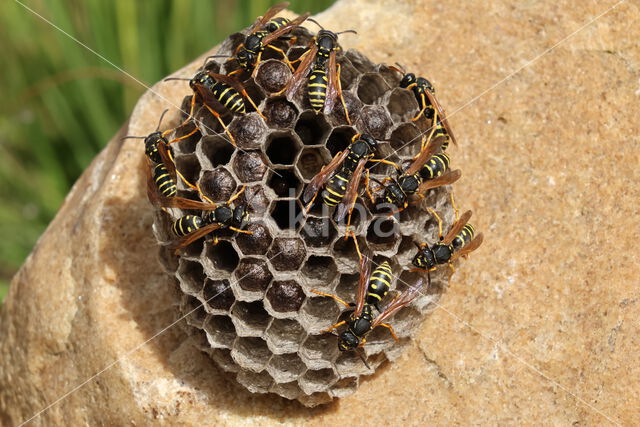 Bergveldwesp (Polistes biglumis)