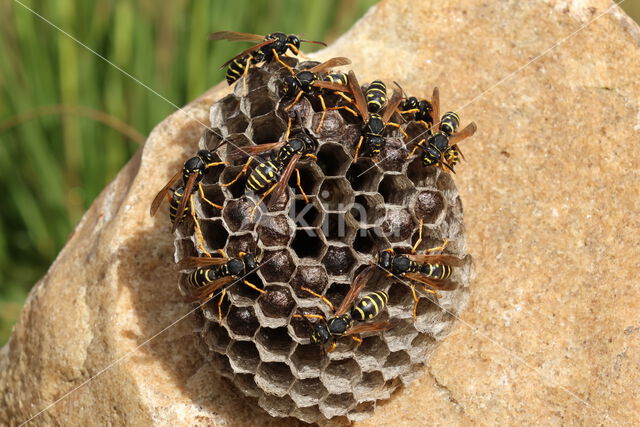 Bergveldwesp (Polistes biglumis)