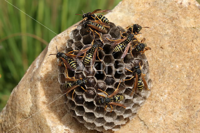 Bergveldwesp (Polistes biglumis)