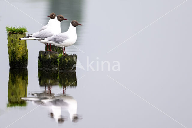 Black-headed Gull (Larus ridibundus)