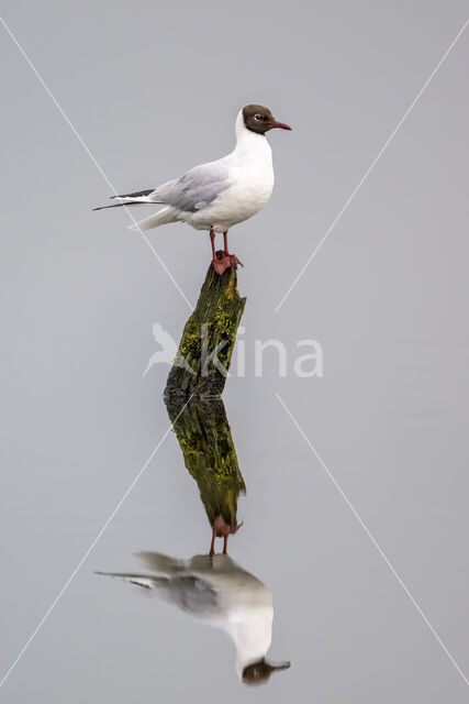 Black-headed Gull (Larus ridibundus)