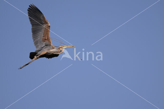 Purple Heron (Ardea purpurea)