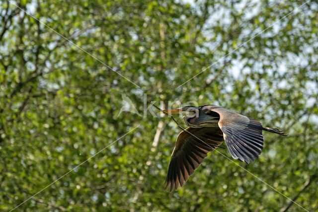 Purperreiger (Ardea purpurea)