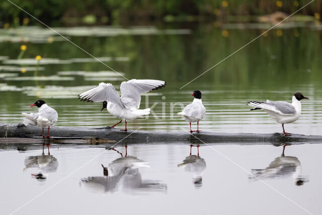 Mediterranean Gull (Larus melanocephalus)