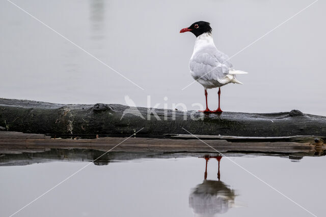 Mediterranean Gull (Larus melanocephalus)