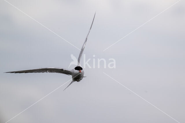 Common Tern (Sterna hirundo)