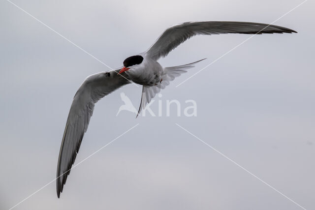 Common Tern (Sterna hirundo)